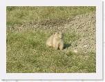 009 Prairie Dog * Now you get to see some of the prairie dogs. * 2048 x 1536 * (591KB)